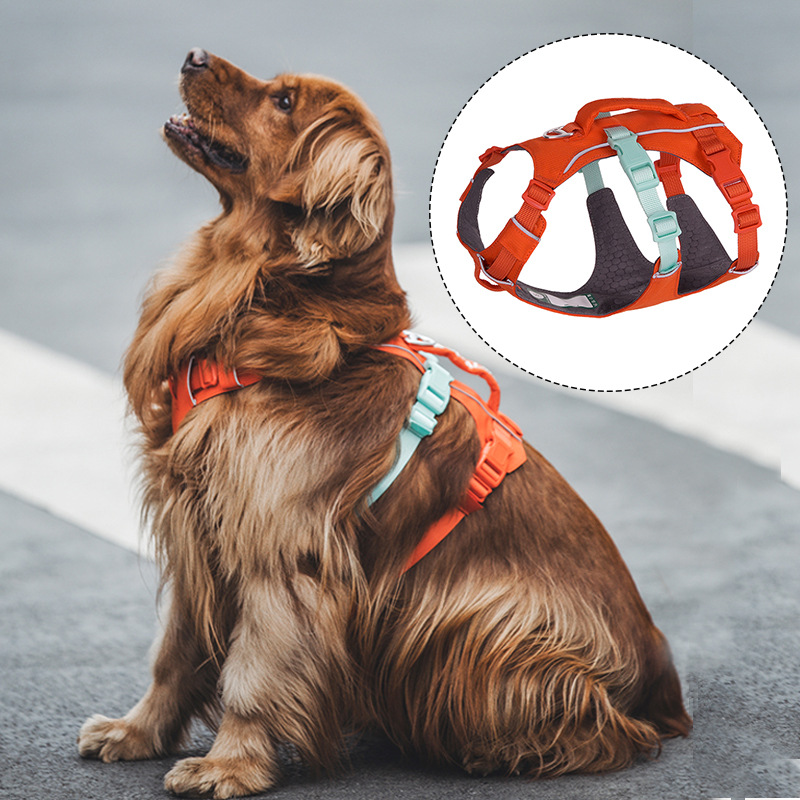 A side-by-side photo showing a dog in a collar and the same dog in a harness